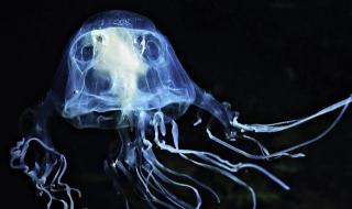 世界十大毒王排名详述 世界十大毒王第一名