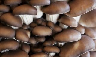 dnf营养蘑菇怎么得到