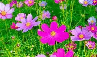 我是你的格桑花原唱